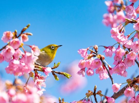 吉田ともみさん