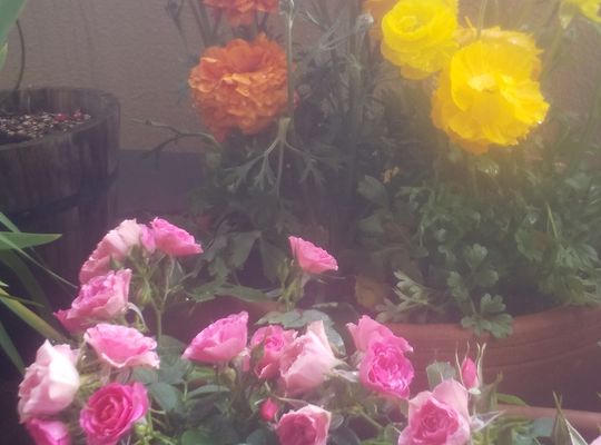 ベランダの花