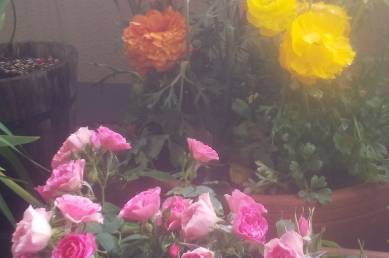 ベランダの花