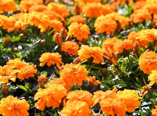 オレンジ色の花たち