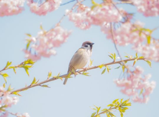 櫻と雀