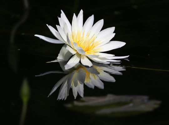 ハスの花