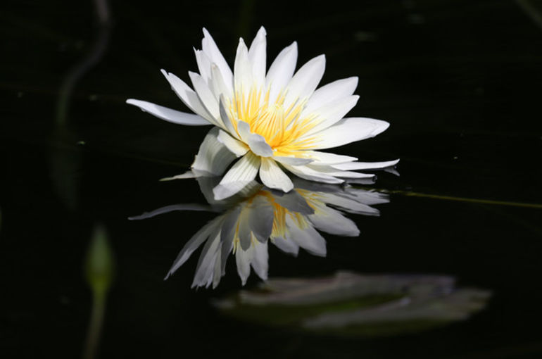 ハスの花