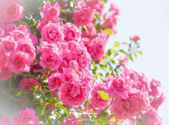 お花