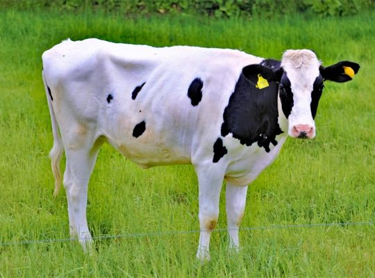 乳牛