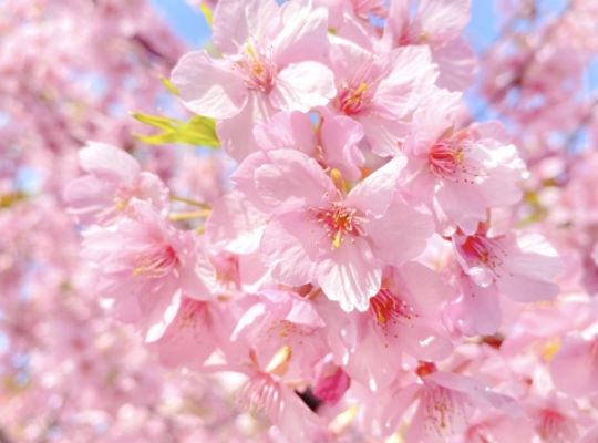 桜