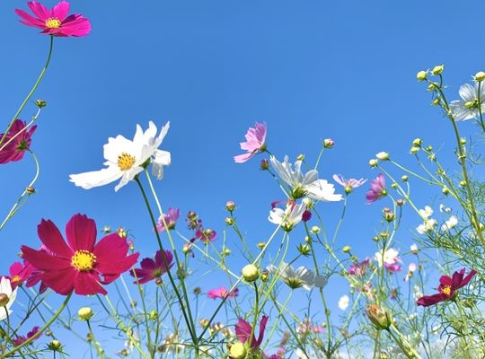 コスモス