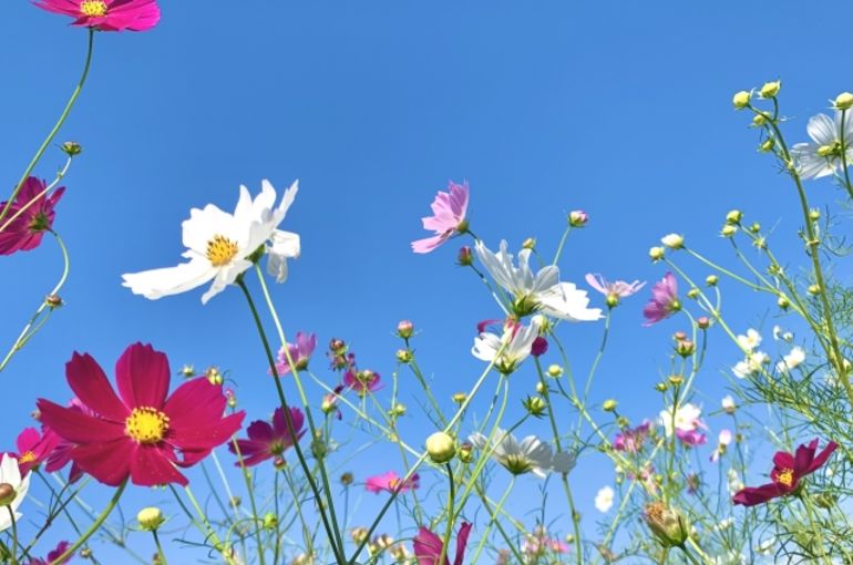 コスモス