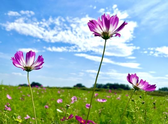 コスモス