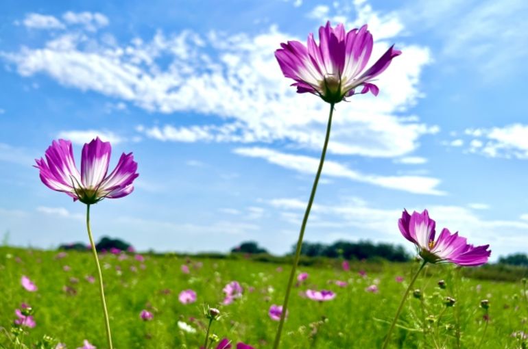 コスモス