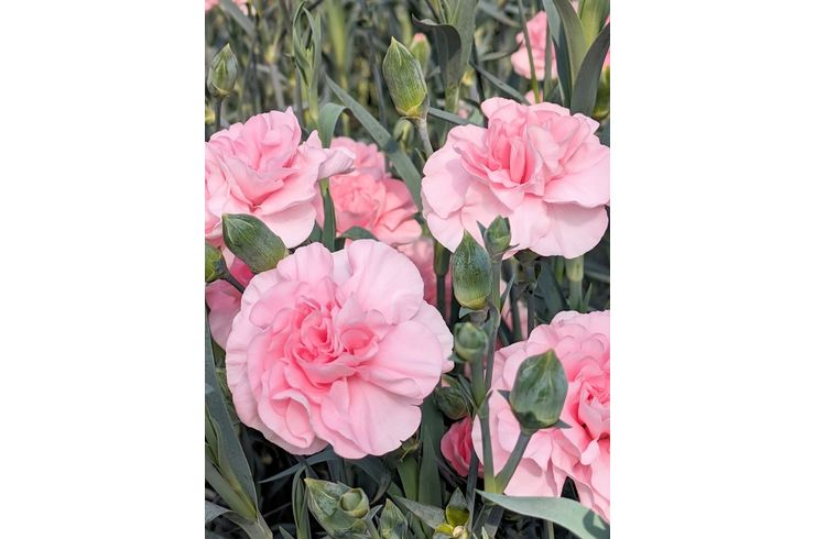 カーネーション