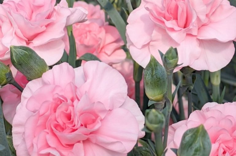 カーネーション